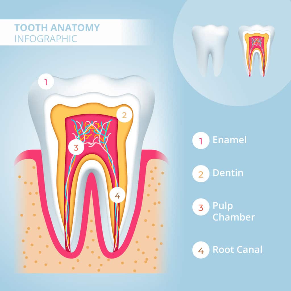 Root-Canal-Infographic-EN